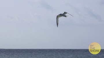 VIC3001 Module 3 Activity: Working with stills