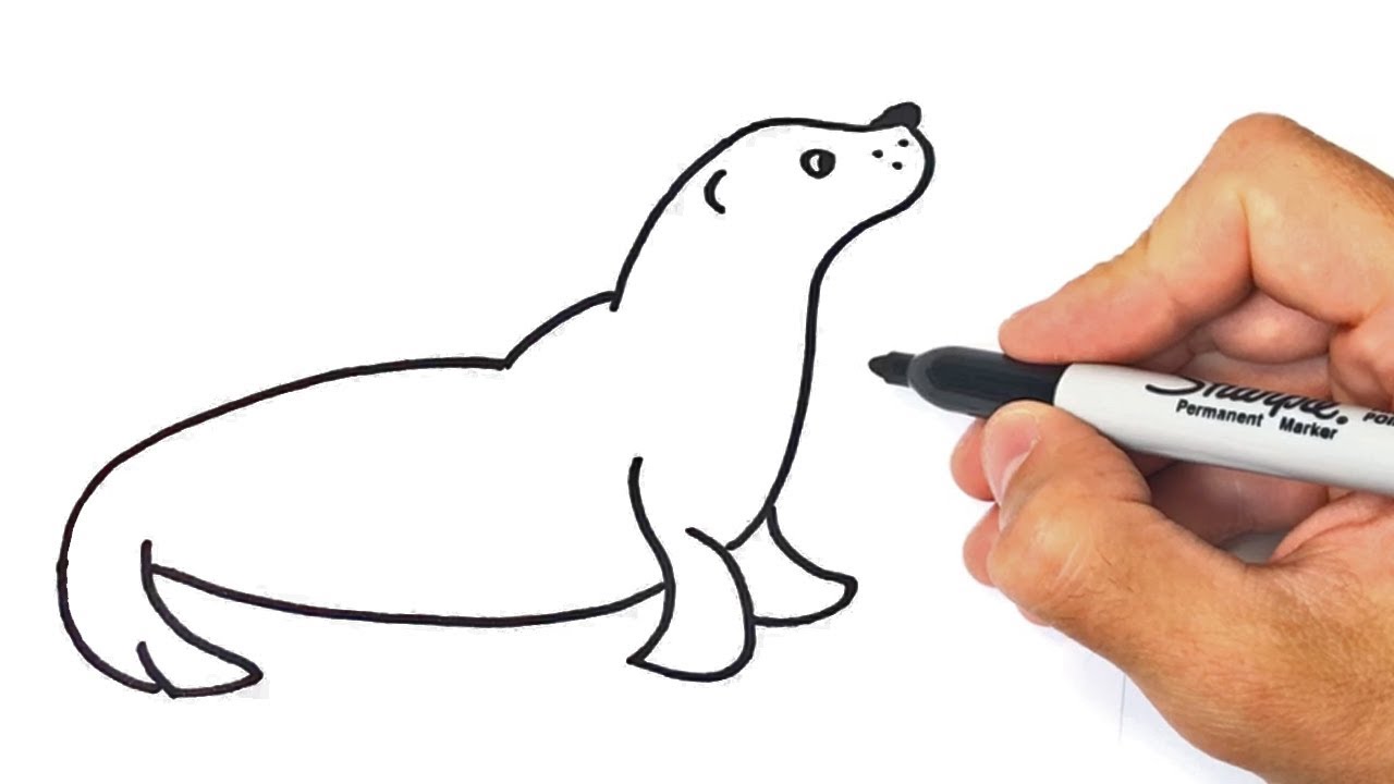 How To Draw A Baby Seal Cartoon 