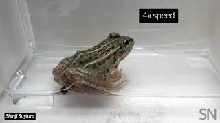 A water beetle swallowed alive by a frog escapes through the butt | Science News