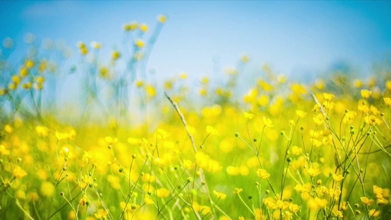 Hou je rustig dan iedereen Relaxen en kalm zijn - YouTube