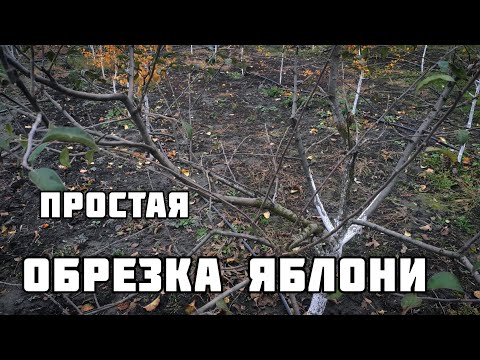 Простой способ обрезки яблони осенью. как обрезать яблоню