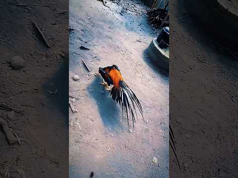 Tips merawat ayam agar mendapat keturunan yang berkualitas #ayam #roosterfarm