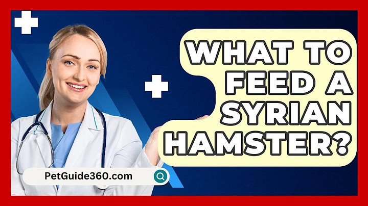 What To Feed A Syrian Hamster? - PetGuide360.com