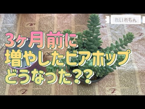 多肉植物 ビアホップを仕立て直して3ヶ月後 さらに 仕立て直して増やす Youtube 多肉植物 ビアホップを仕立て直して3ヶ月後 さらに 仕立て直して増やす Youtube