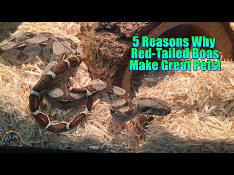 How to Care for a Pet Red Tail Boa
