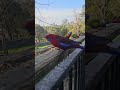 Backyard Bird Watching | Nonstop Action on the Seed Ledge
