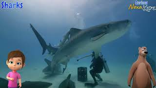 🦈🍴 Shark Bites: Uncovering Their Diet & The Truth Behind Their 'Bite'! #sharks #shark