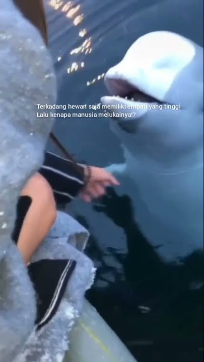 Seekor paus beluga mengembalikan ponsel milik perempuan yg terjatuh dalam lautan
