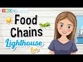 Pond Ecosystem and Food Chain Concepts