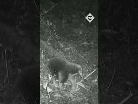 Scientists rediscover Attenborough’s