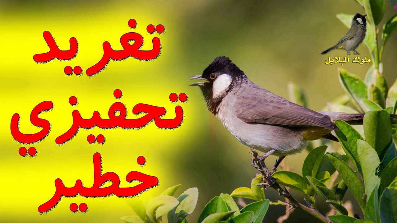 تغريد بلبل في الطبيعة لتحفيز البلابل لتزاوج و جذب انتباه الإناث