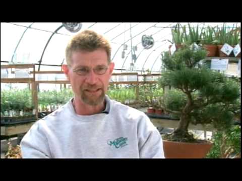 Vídeo: Cretan Dittany Care - Como cultivar Dittany de plantas de Creta