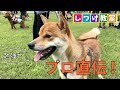 豆柴の仔犬ふくがしつけ教室を受講して来た! #48