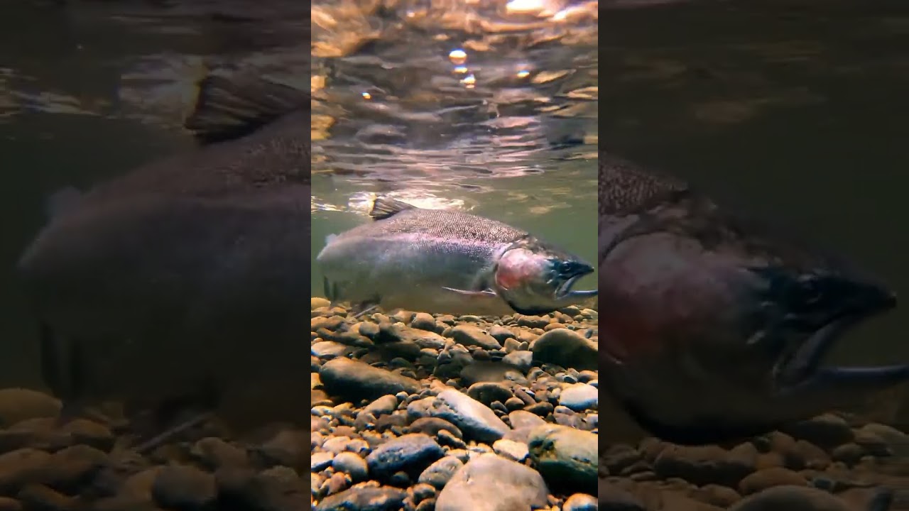 🎣 CRAZY Fish BITE Compilation! 🤯 100+ Attacks! 🐟 MUST SEE!