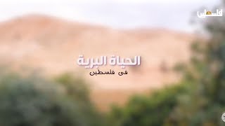 الحياة البرية في فلسطين ... طائر المينا الشائع