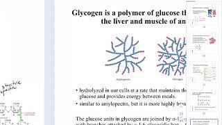 CHEM205 Chapter16 Carbohydrates Part4