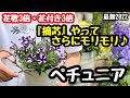 ◆【摘芯】ここで差がつく！ペチュニア＆カリブラコア🌱