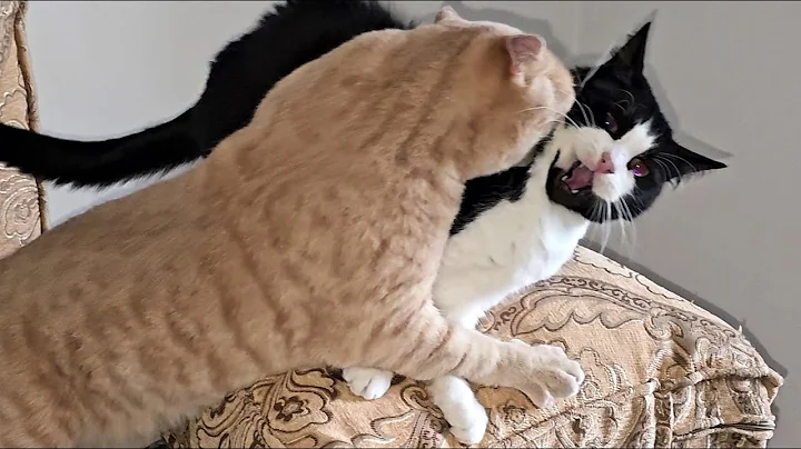 Video 9601841: gold british shorthair male, white domestic shorthair male, cat fight