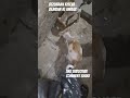 bezubaan kiSeva bejuban ki awaaz puppy baby street dog animal prayagraj