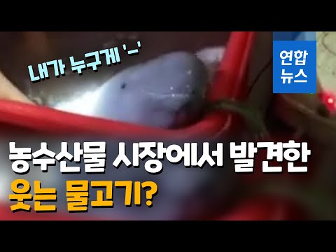 농수산물 시장에서 발견한 웃는 물고기? / 연합뉴스 (Yonhapnews)