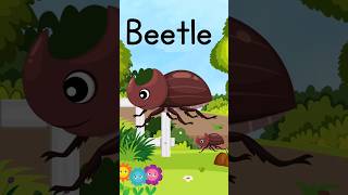 Beetle, word of the day Bugs in the garden, insects names for kids