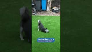 Dog Rubs His Face on Artificial Turf