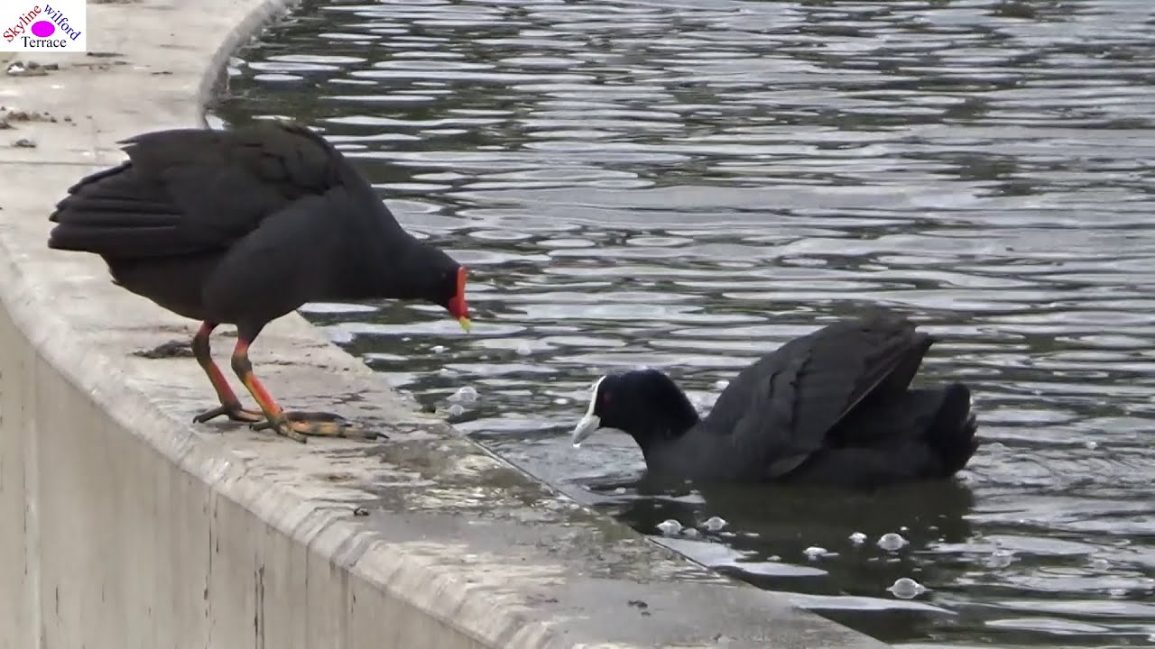 A coot fighting with a swamphen