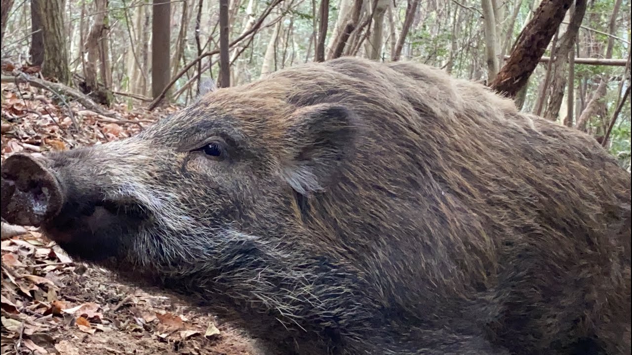 イノシシ猟に行きました