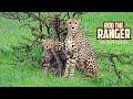 Cheetah And Cubs Disturbed By Hyena | Maasai Mara Safari | Zebra Plains