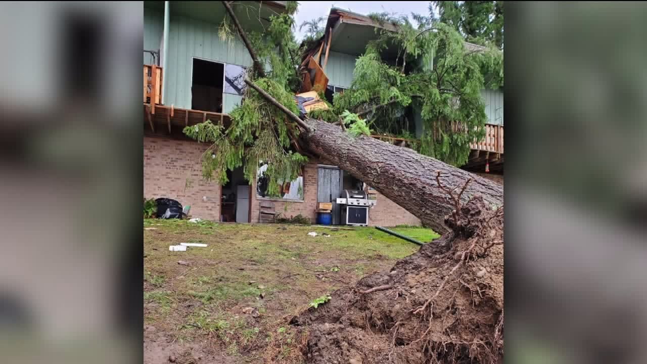 Man Survives After Tree Falls on His Lap in Washington Apartment