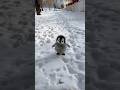 #cute #adorably #animals #penguin #cuteanimals #adorable #fluffy #癒し #ペンギン #かわいい #pets #shorts