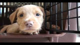 Foster Care Puppies