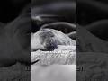 How Do Seals Sleep Underwater?