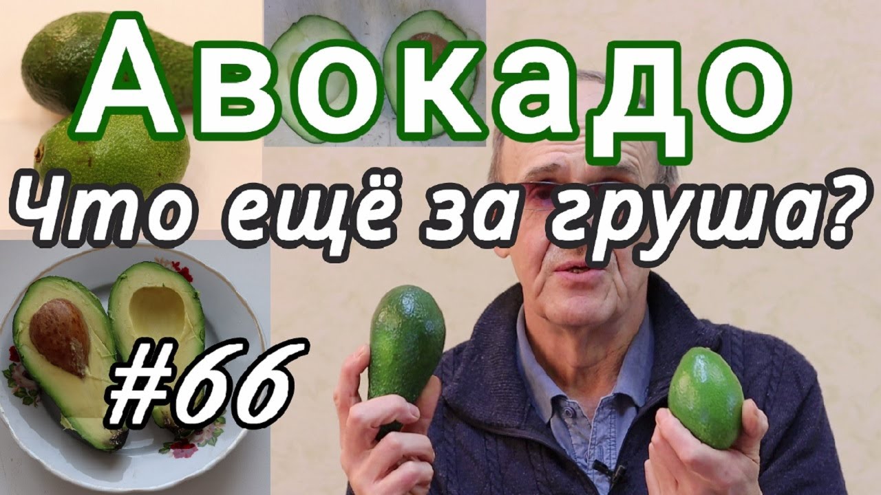 Авокадо. Очень полезный овощ (или фрукт?) А косточка, оказывается ...