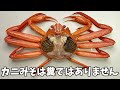 あなたが知らないカニの話【ベニズワイガニの解剖】