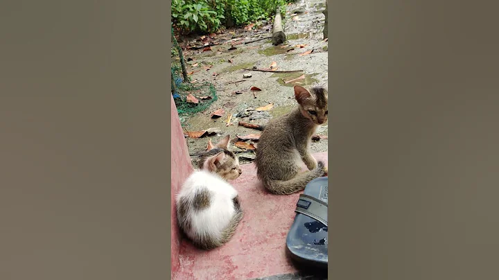 Watch the video about Kittens 🖤