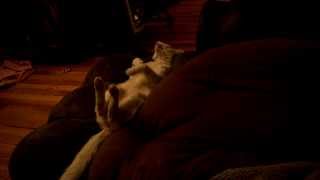 Crazy Cat Runs In His Sleep Like A Dog.