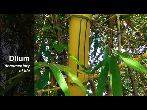 Video: Ang golden bamboo ba ay clumping bamboo?