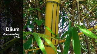 Golden bamboo (Bambusa vulgaris)