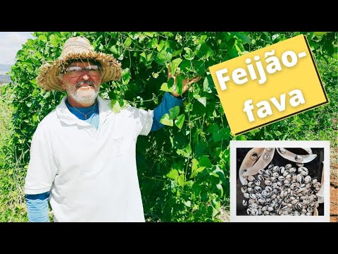 Vídeo: Qual a altura das plantas de feijão fava?