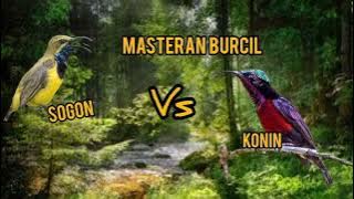 Masteran Burung Kecil Sogon Vs Konin besetan tajam dan gacor