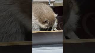 cute animal, a moment to laugh