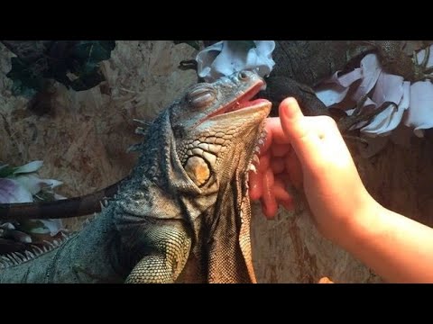 Porque No Tener Una Iguana En Casa? hqdefault