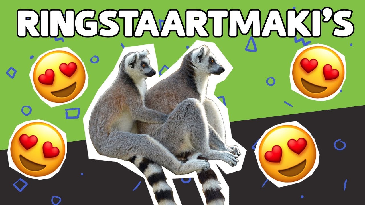 ALLES OVER RINGSTAARTMAKI'S // Willem Wever // #1