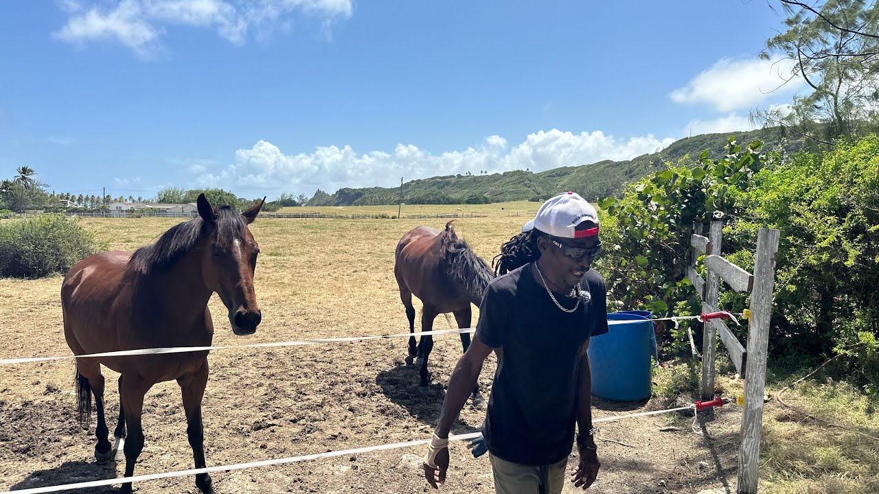discovering-trainer-charles-williams-of-barbados-horse-racing-on-the