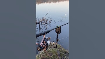 CARP RUN - 3 million views on Instagram - foxRX+ #carpfishing #fishing #millionviews