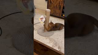 Cat is playing #abyssiniancat #cat 🤣🤣 screenshot 2