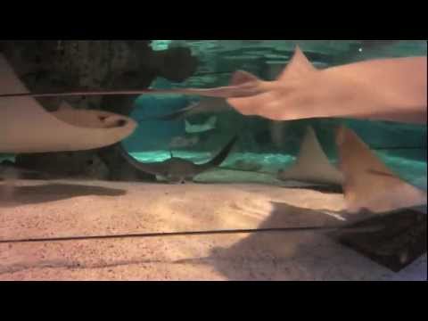 Cownose Rays