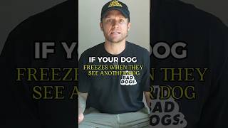 If Your Dog Freezes Around Other Dogs, Watch This