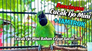 Download Lagu CUCAK IJO MINI - PANCINGAN IJO MINI BAHAN AGAR CEPAT GACOR JAMTROK MP3